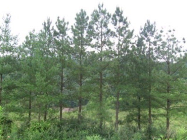 Other - 1 Cedar Creek Phase 7, Pikeville, KY
