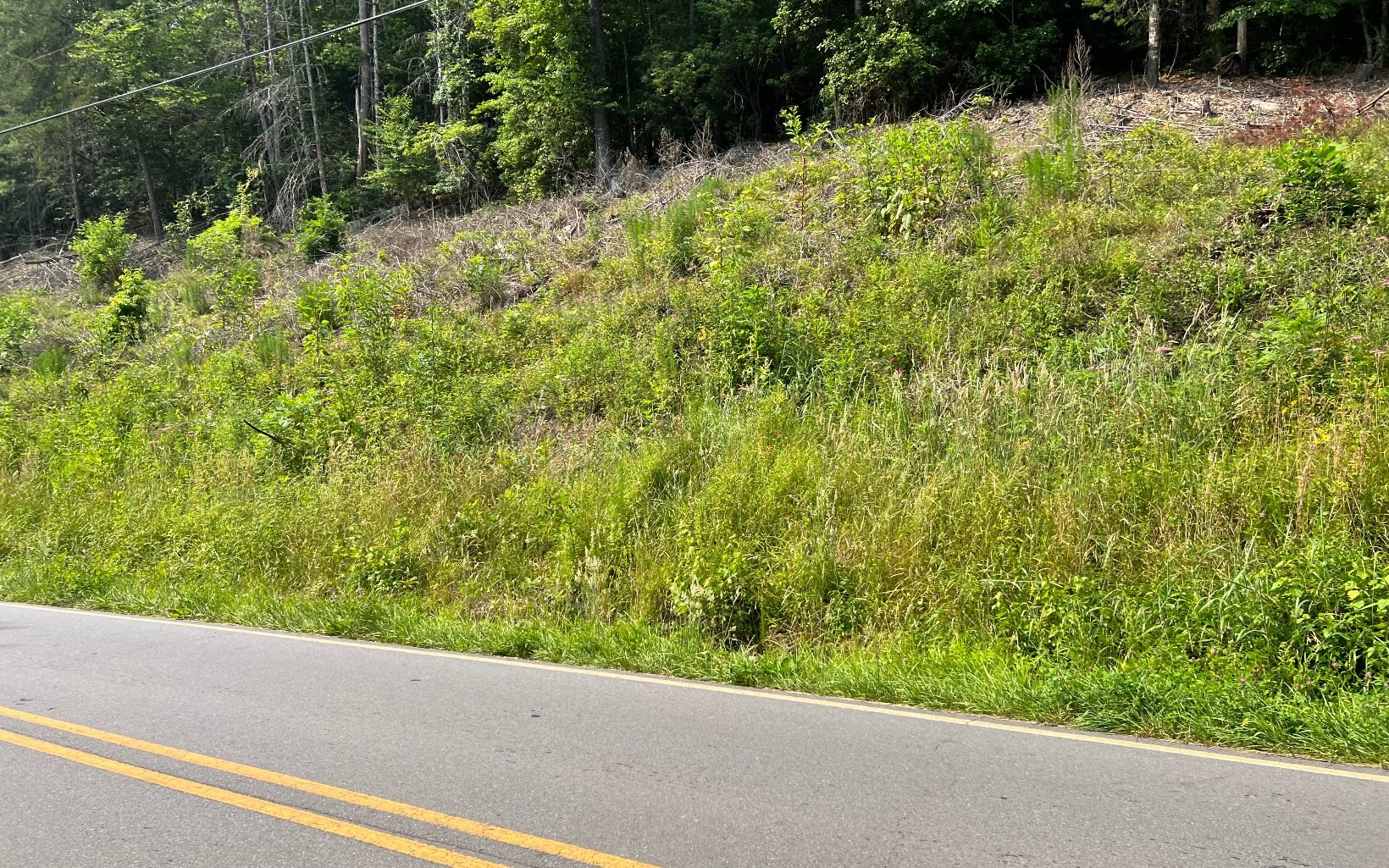 Other - Lot 3 Fires Creek Road, HAYESVILLE, NC
