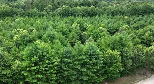 Other - L16 Sandy Pines Court lot: 16, Redgranite, WI