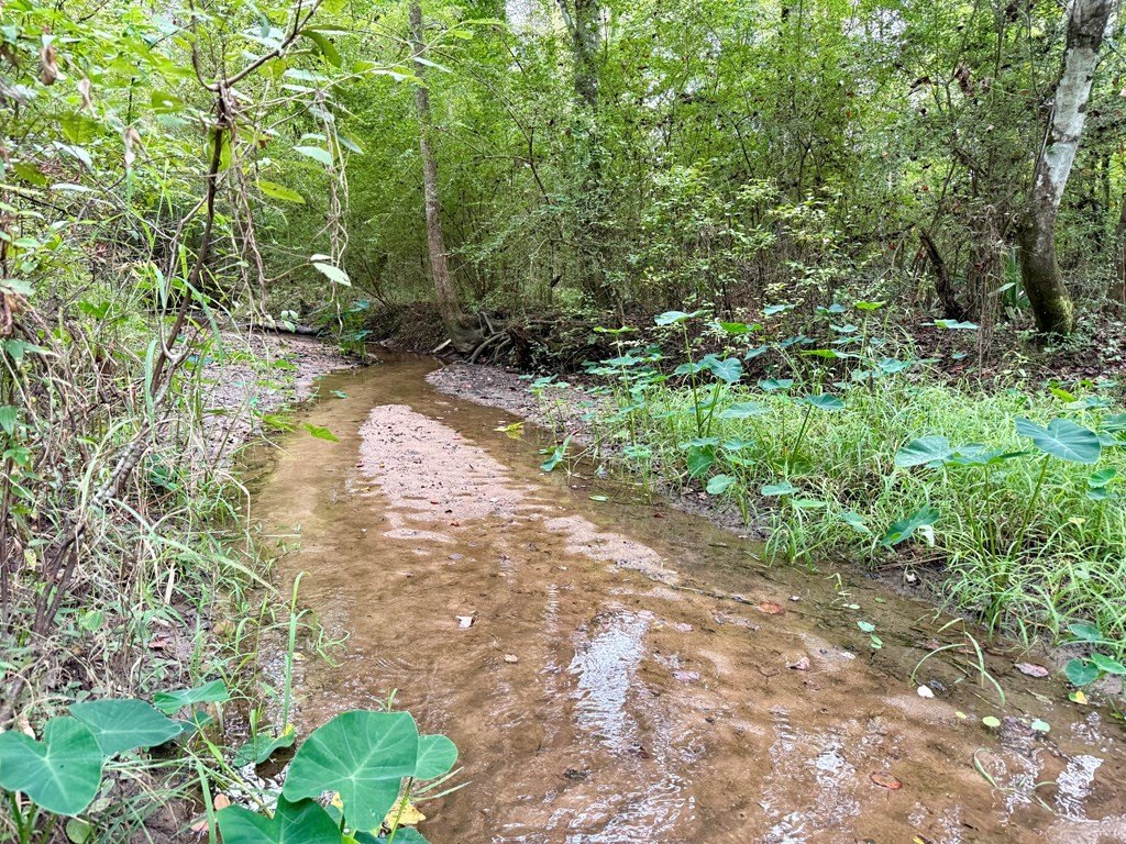 Single Family - 49+/- Acres Mt Zion Road, Cottonwood, AL