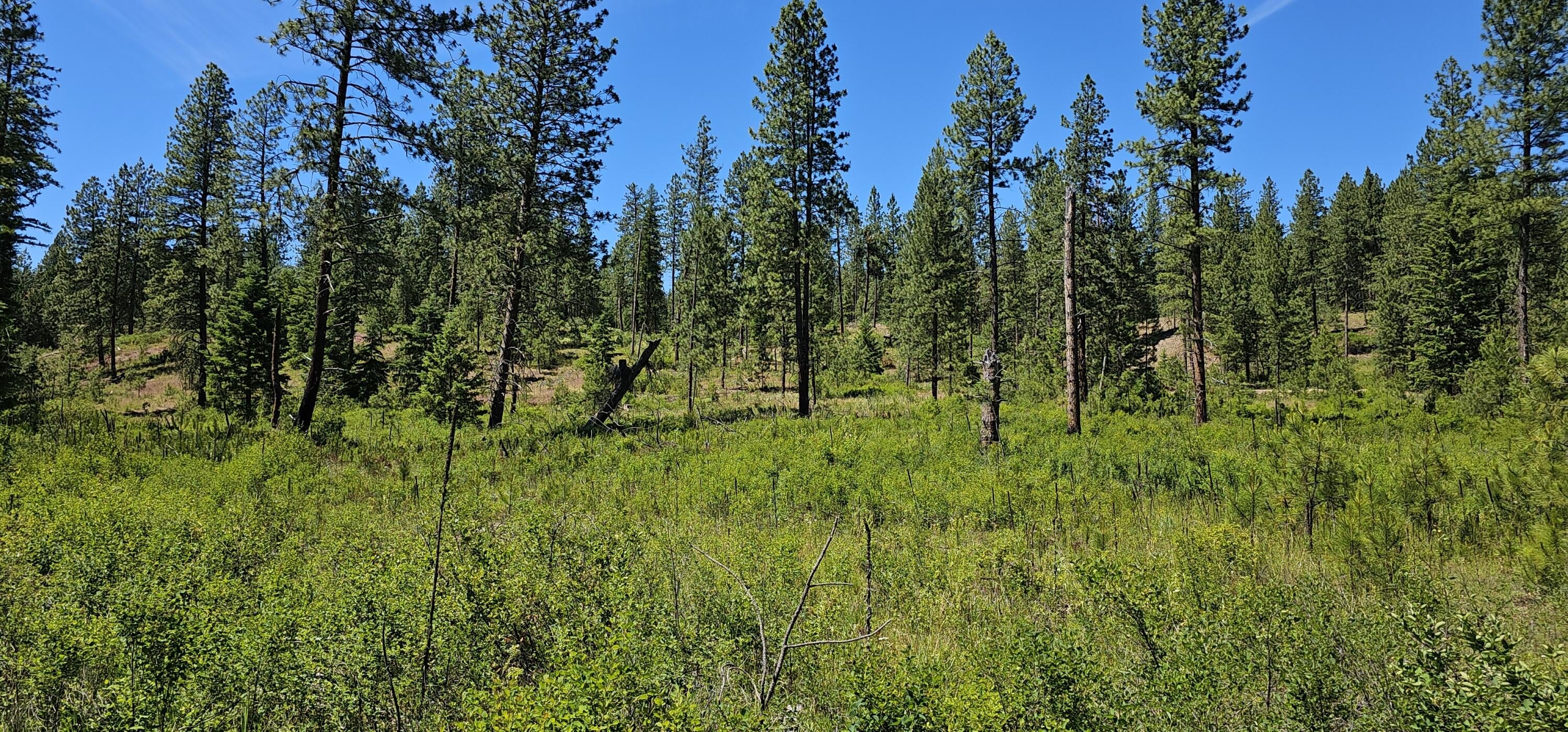 Other - 20X LYNX CREEK RD, INCHELIUM, WA
