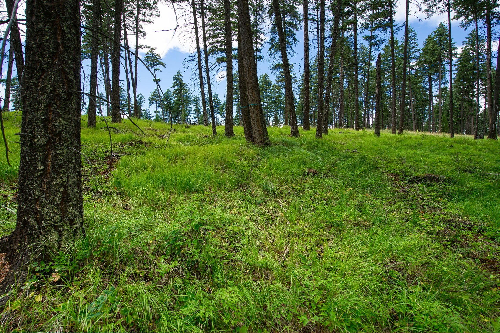 Other - 185 Rosewood Lane Lot 14, Whitefish, MT