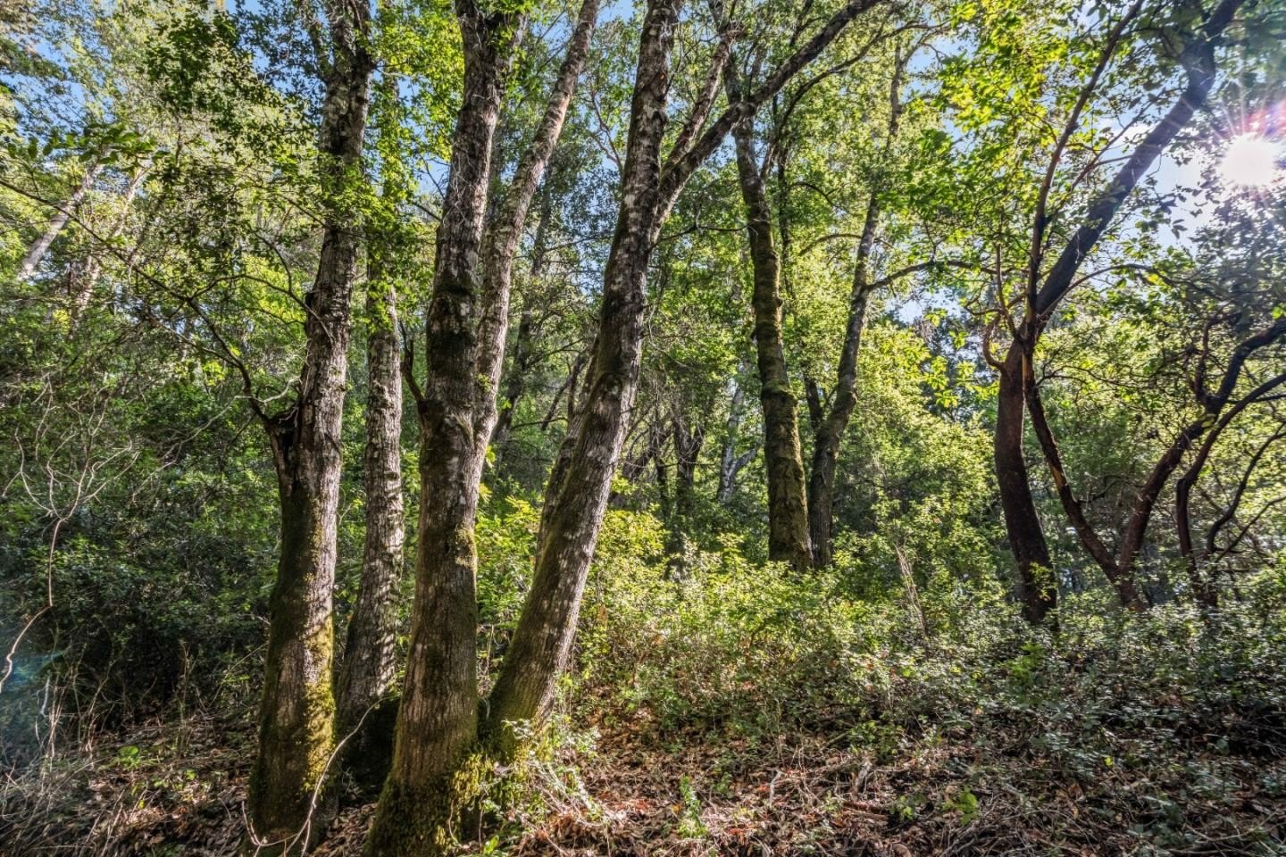 Other - Lot 1 Desear, FELTON, CA