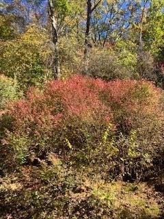 Other - Luke's Still Rd lot: 450, Franklin, NC