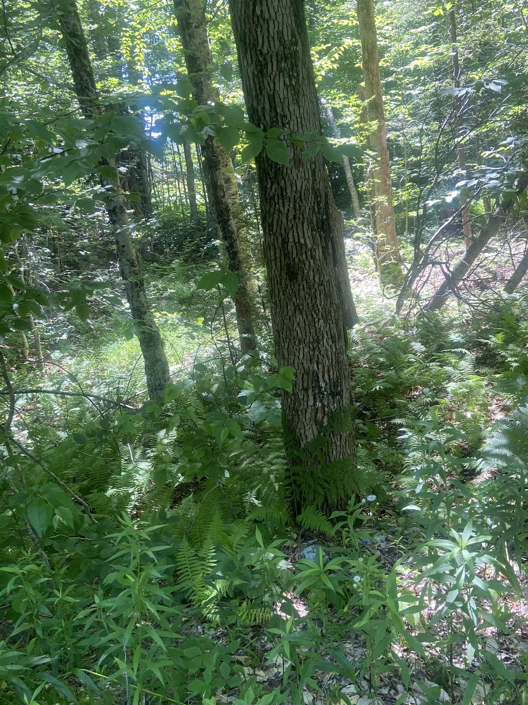 Other - 88 Cedar Lane, Peru, VT