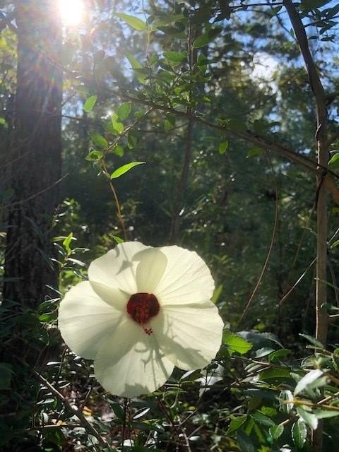 Other - 0 Hobolo Creek Rd, Carriere, MS