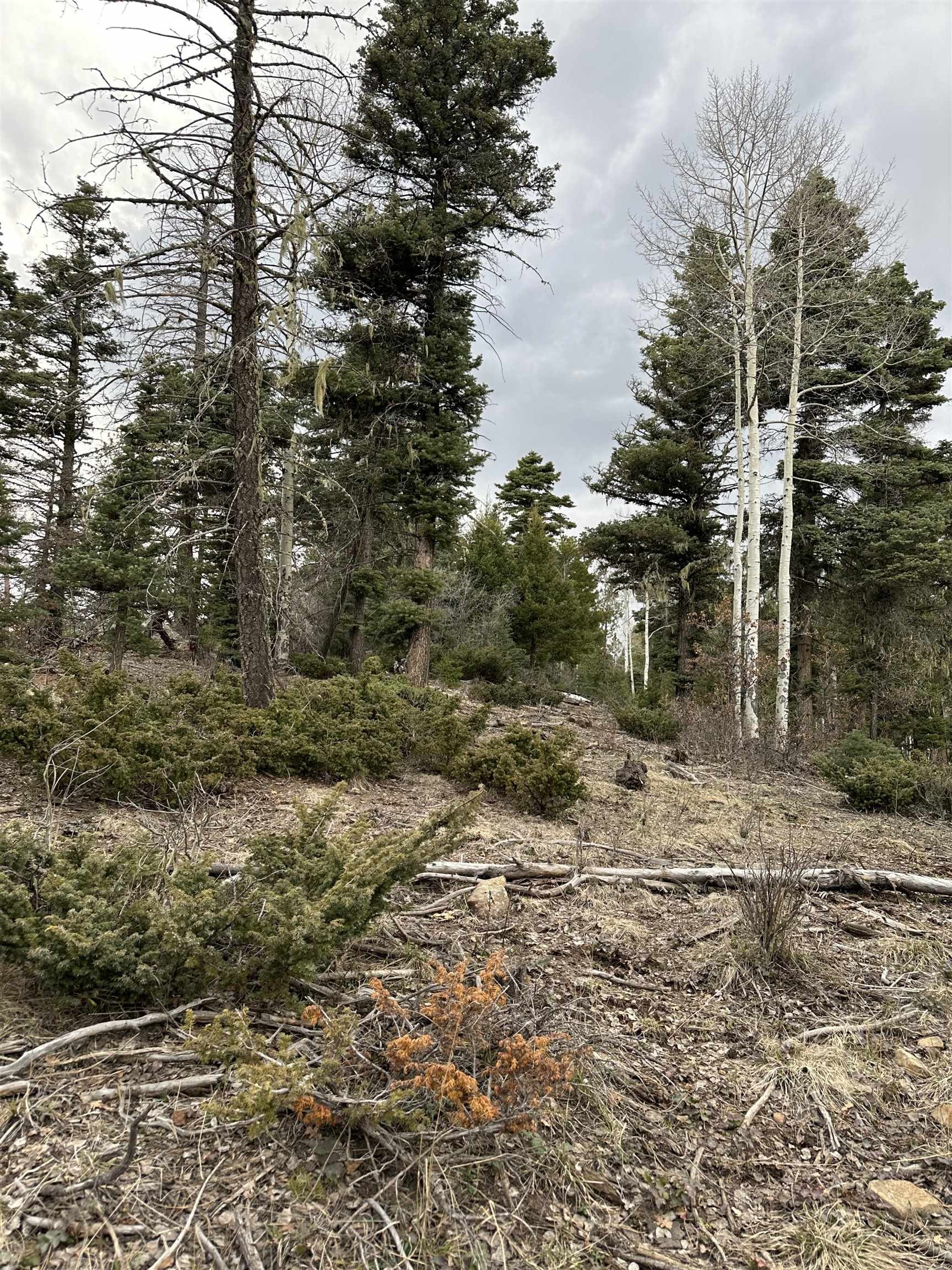 Other - Palo Flechado Ridge Road lot: 17, Angel Fire, NM