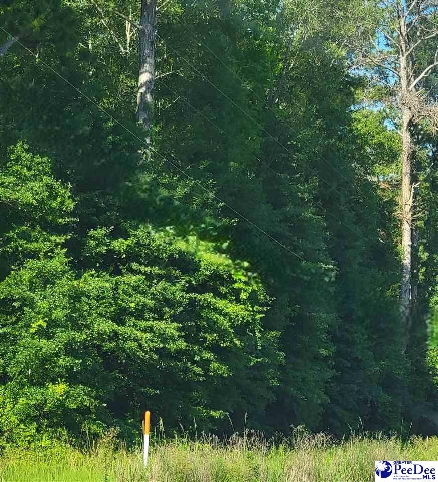 Single Family - TBD Lot 1B Hwy 9, Clio, SC