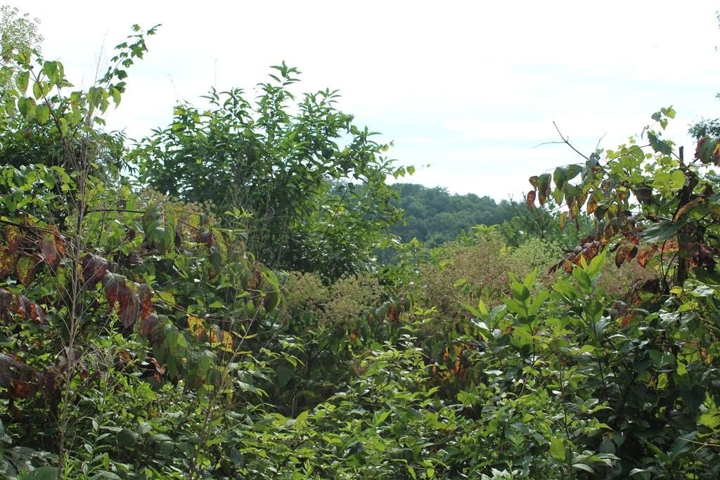 Other - Lot 26 Trillium Heights Circle, Hayesville, NC
