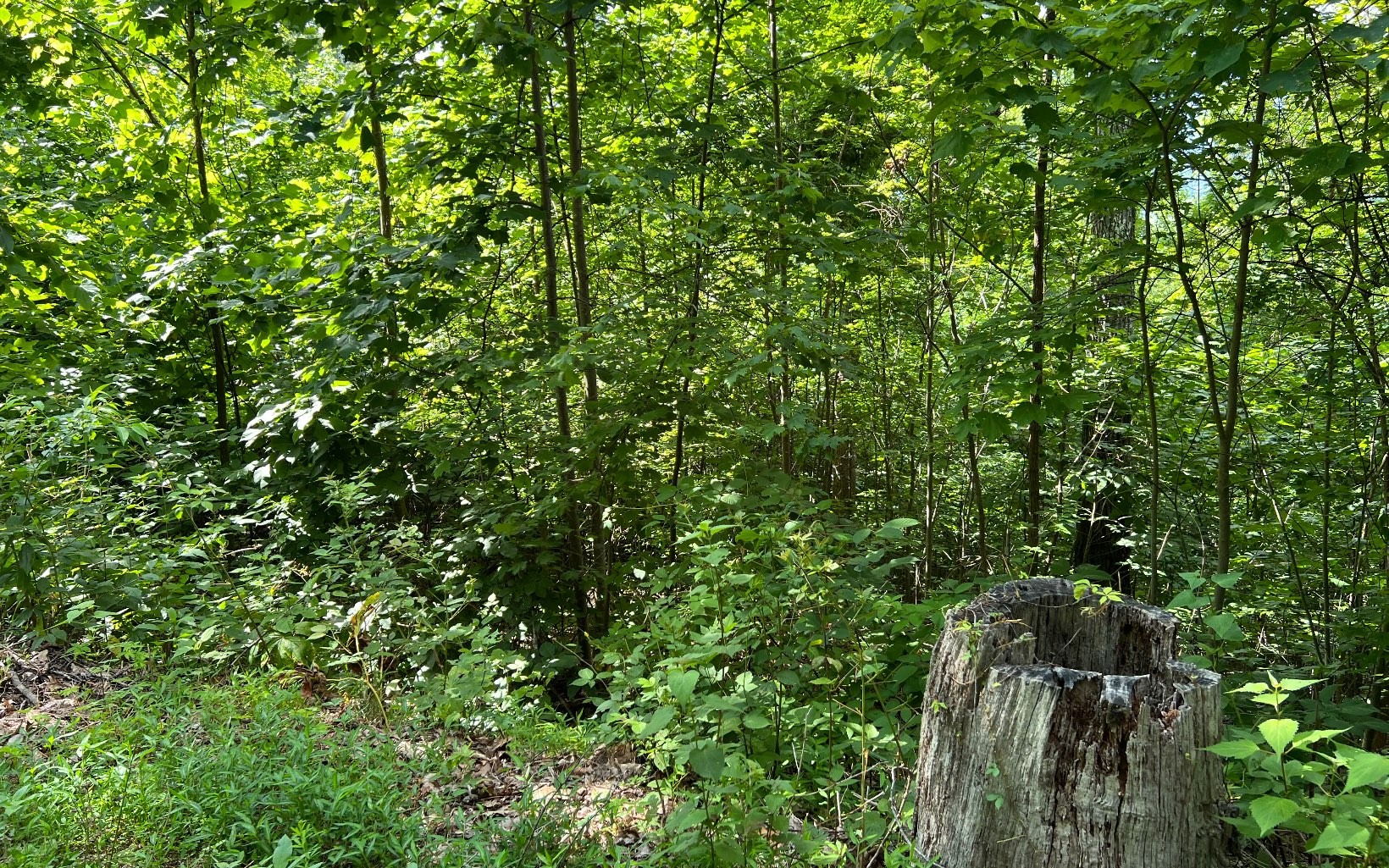 Other - Lot 73 Eagles View, HAYESVILLE, NC