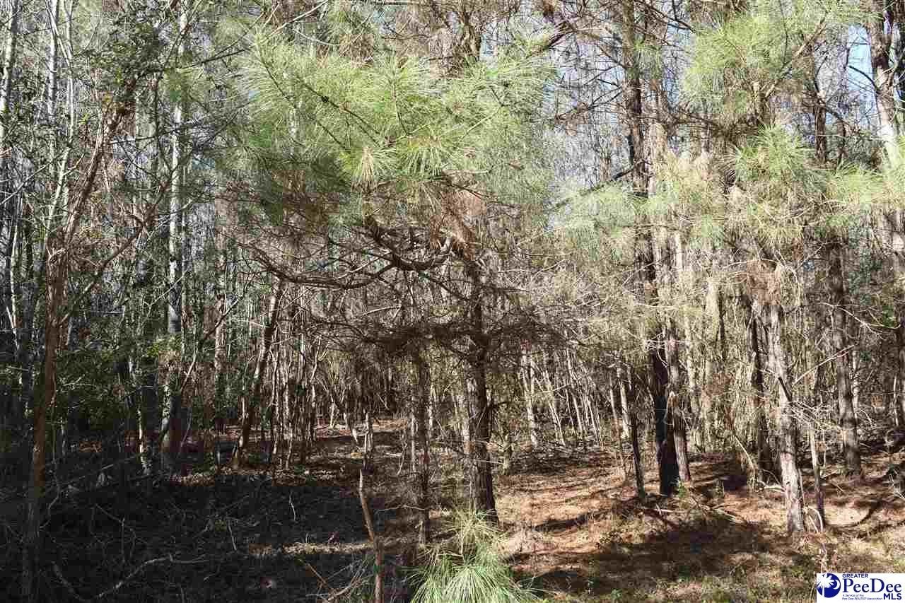 Single Family - TBD Bazen Lane, Florence, SC