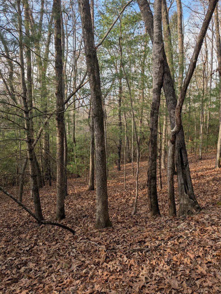 Other - 193 Opossum Road, Blairsville, GA