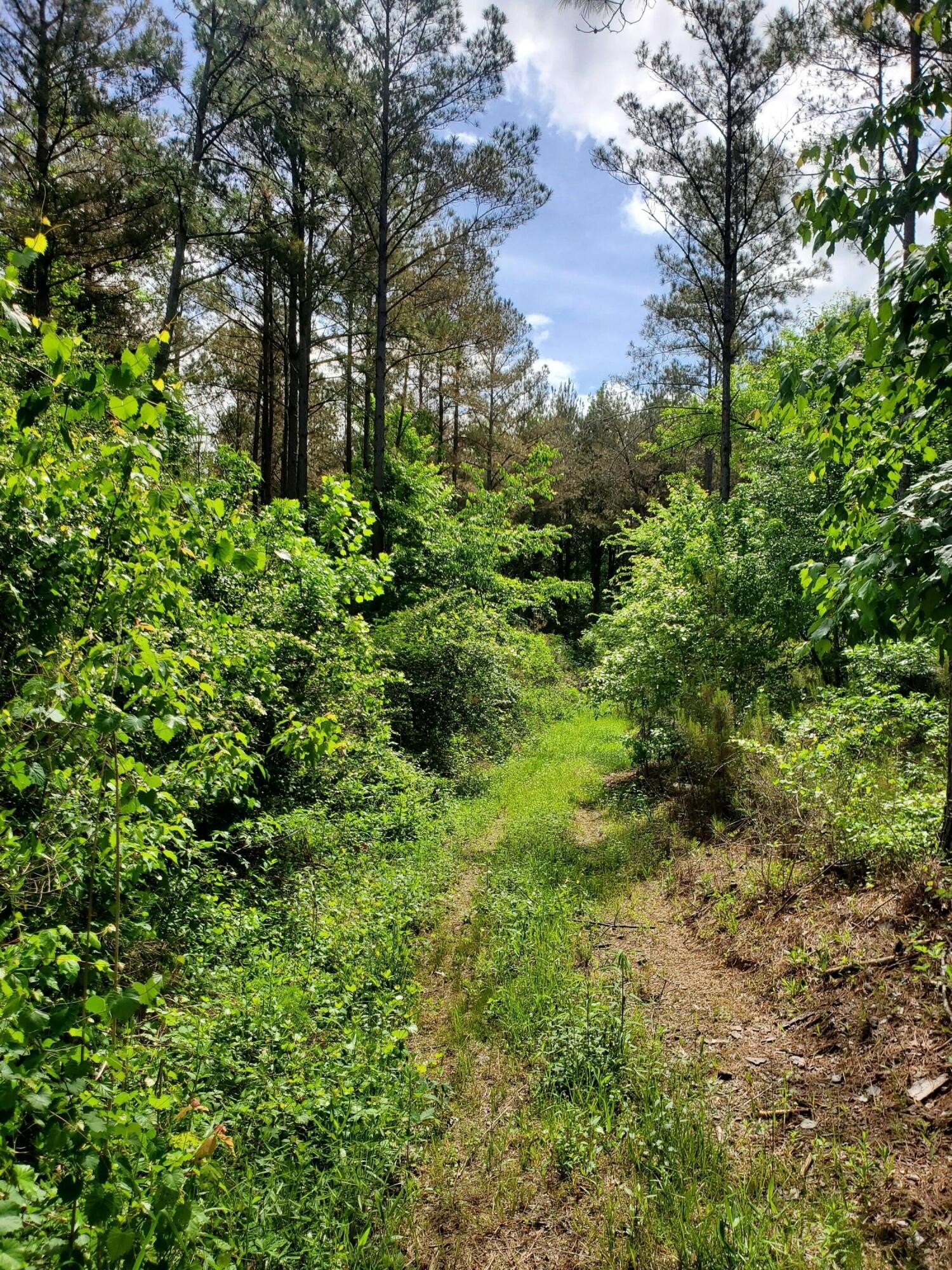 Other - Filtrol Road 95 +/- Acres, Greenwood Springs, MS