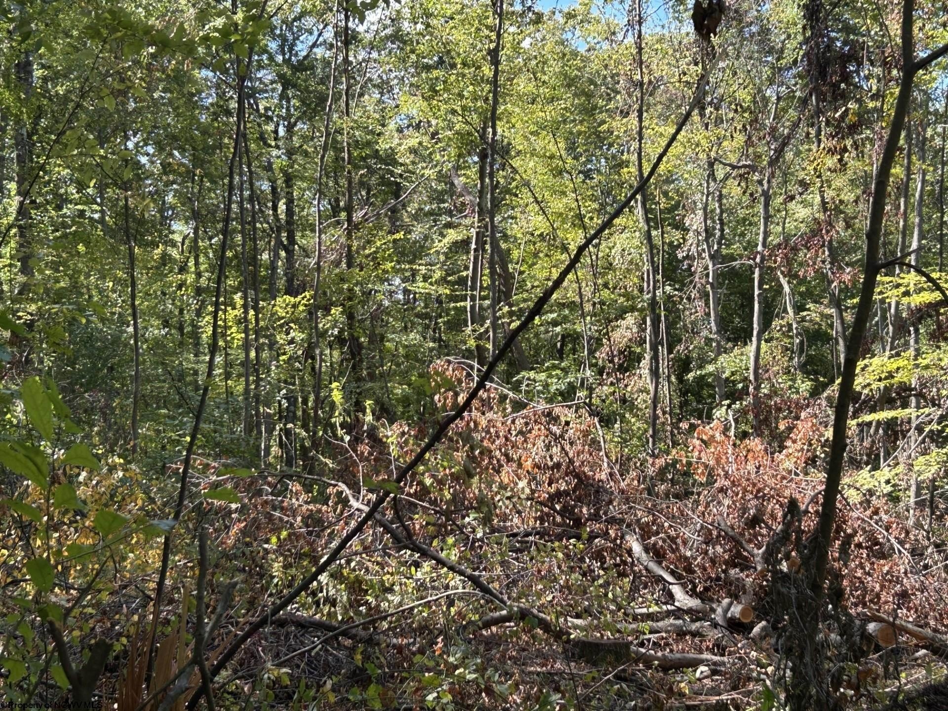Other - Lot 1 Crane School Road, Terra Alta, WV