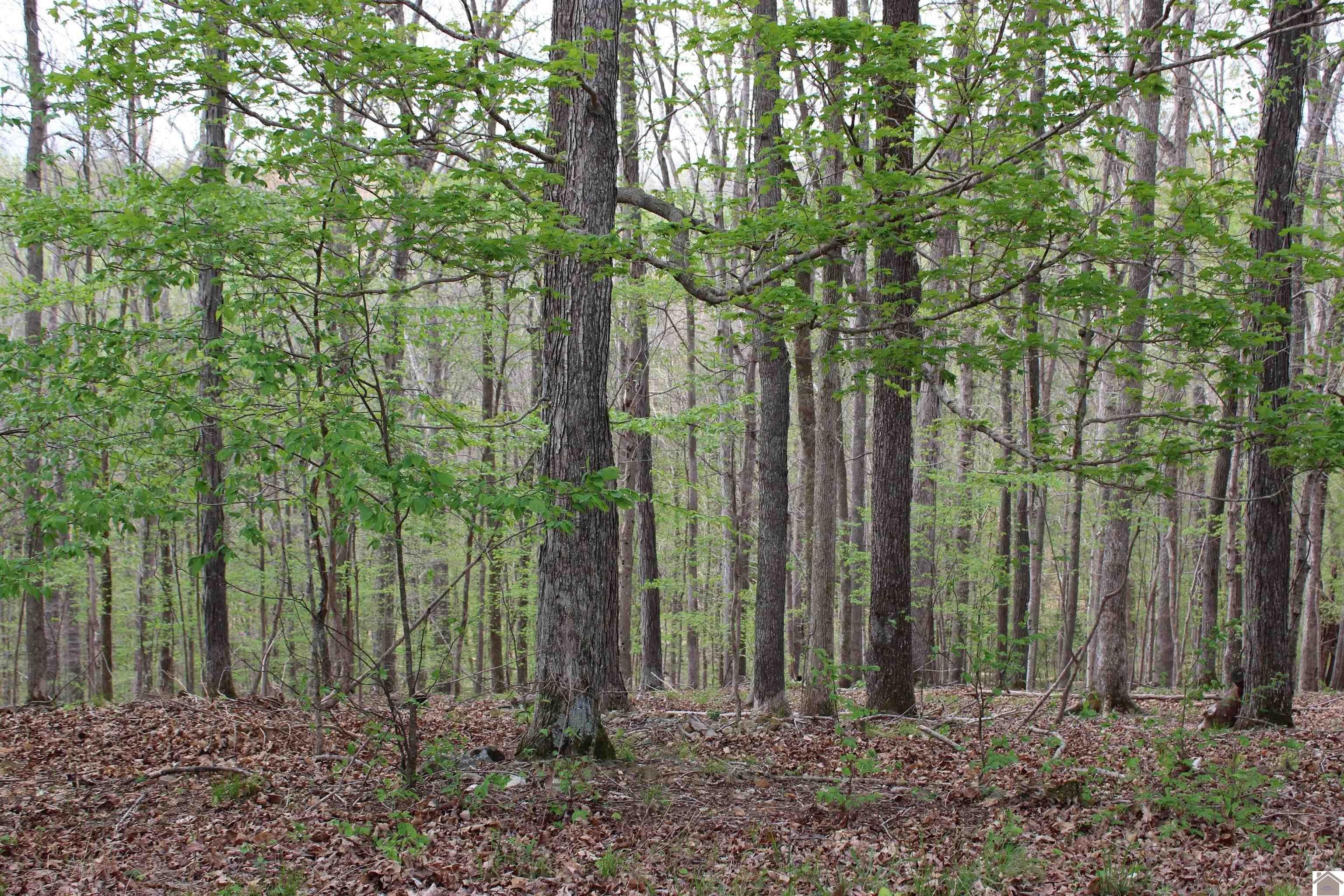 Other - Lisanby Road lot: 80, Eddyville, KY
