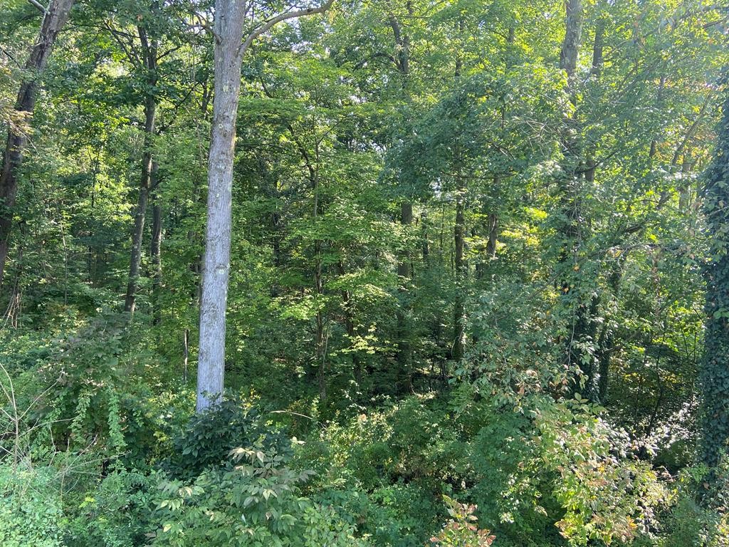 Other - Willow Avenue, Knox, PA