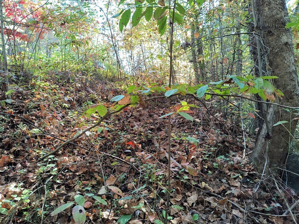 Other - Cedar Road lot: 95, Ellijay, GA