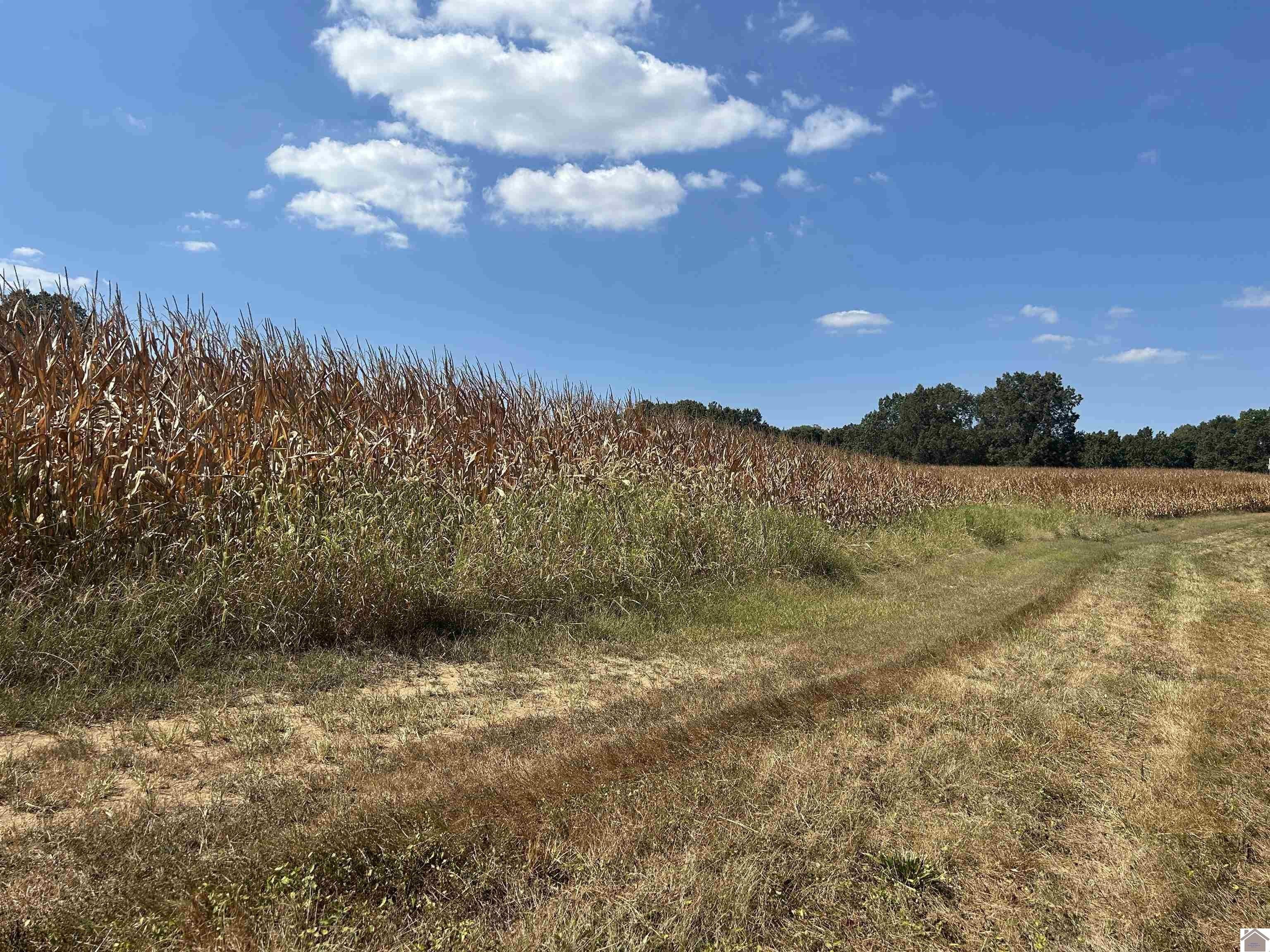 Other - Briensburg-Tatumsville Rd, Benton, KY