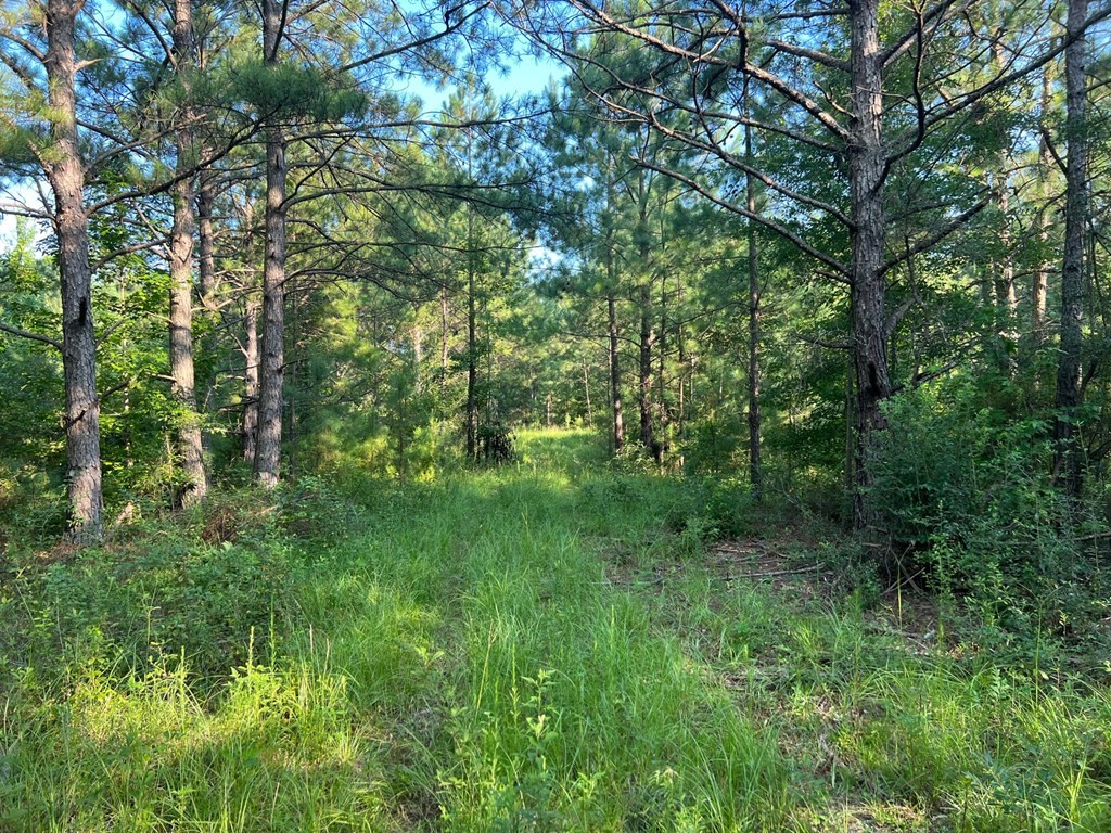 Single Family - 0 53 Hwy, Clayton, AL