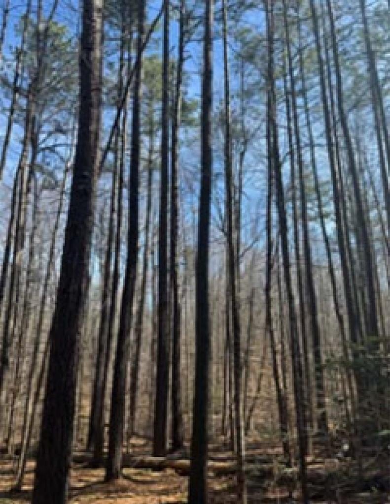 Other - Holiday Lake Road, Pamplin, VA