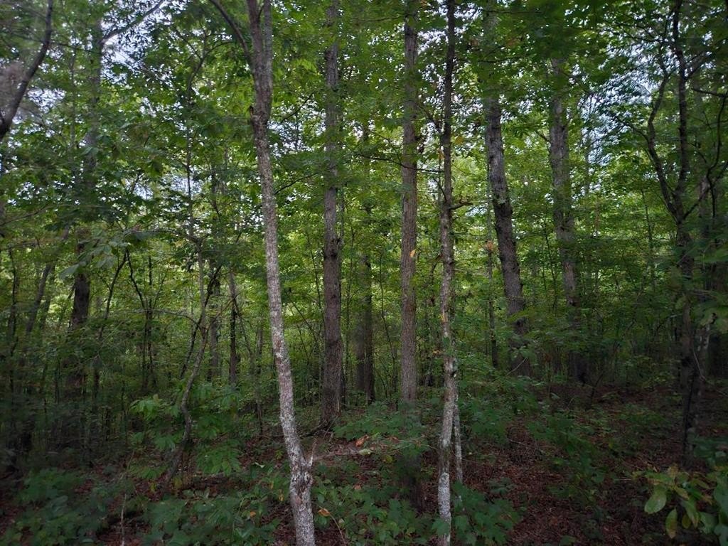 Other - Sandy Road N/O-Sells Cemetery Road, WILDER, TN