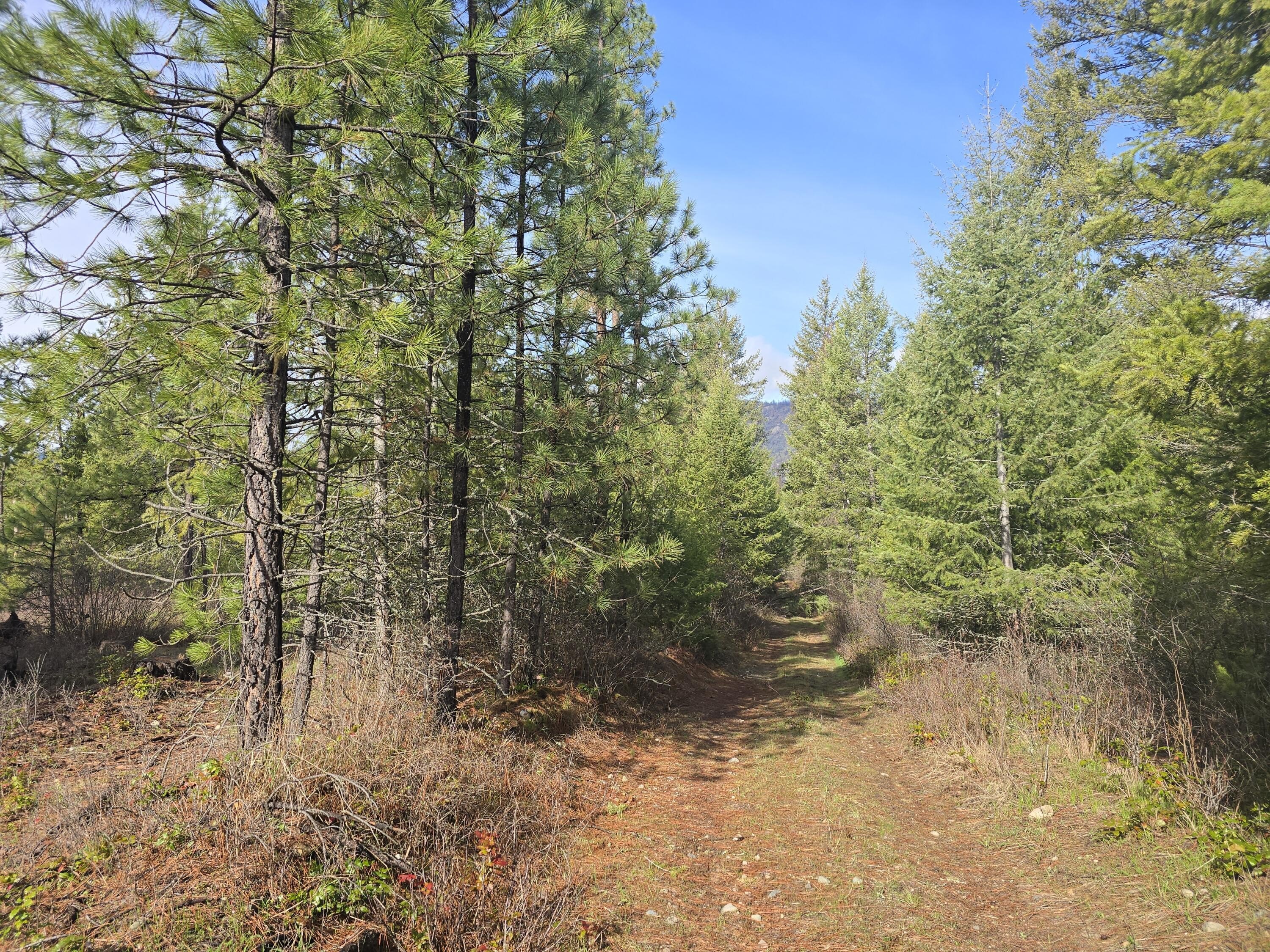Other - 3XXX LARKSPUR WAY  LOT 12, COLVILLE, WA