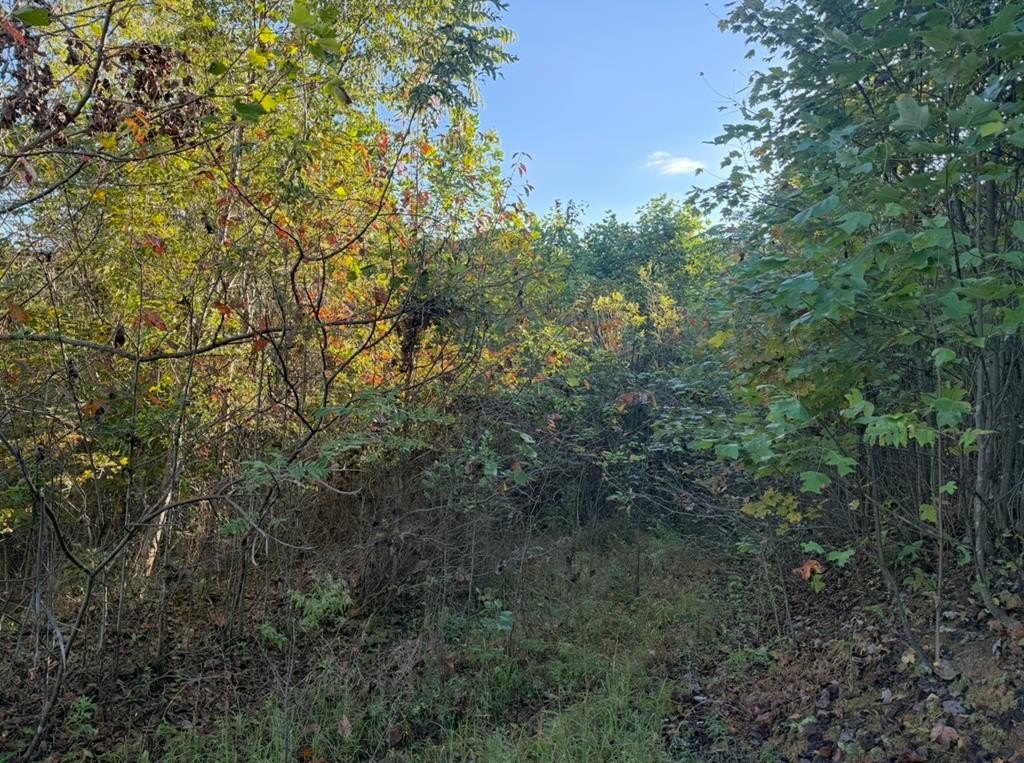 Other - Shaw Hollow Rd, Tollesboro, KY