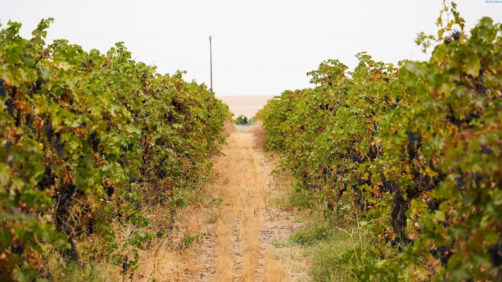 Other - 58802 N Hinzerling Rd., Prosser, WA