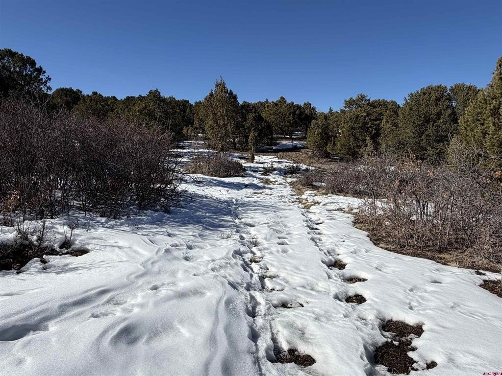 Single Family - TBD Pine Drive, Ridgway, CO