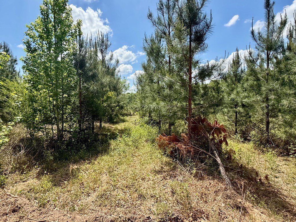 Single Family - 105 Acres County Road 16, Hartford, AL