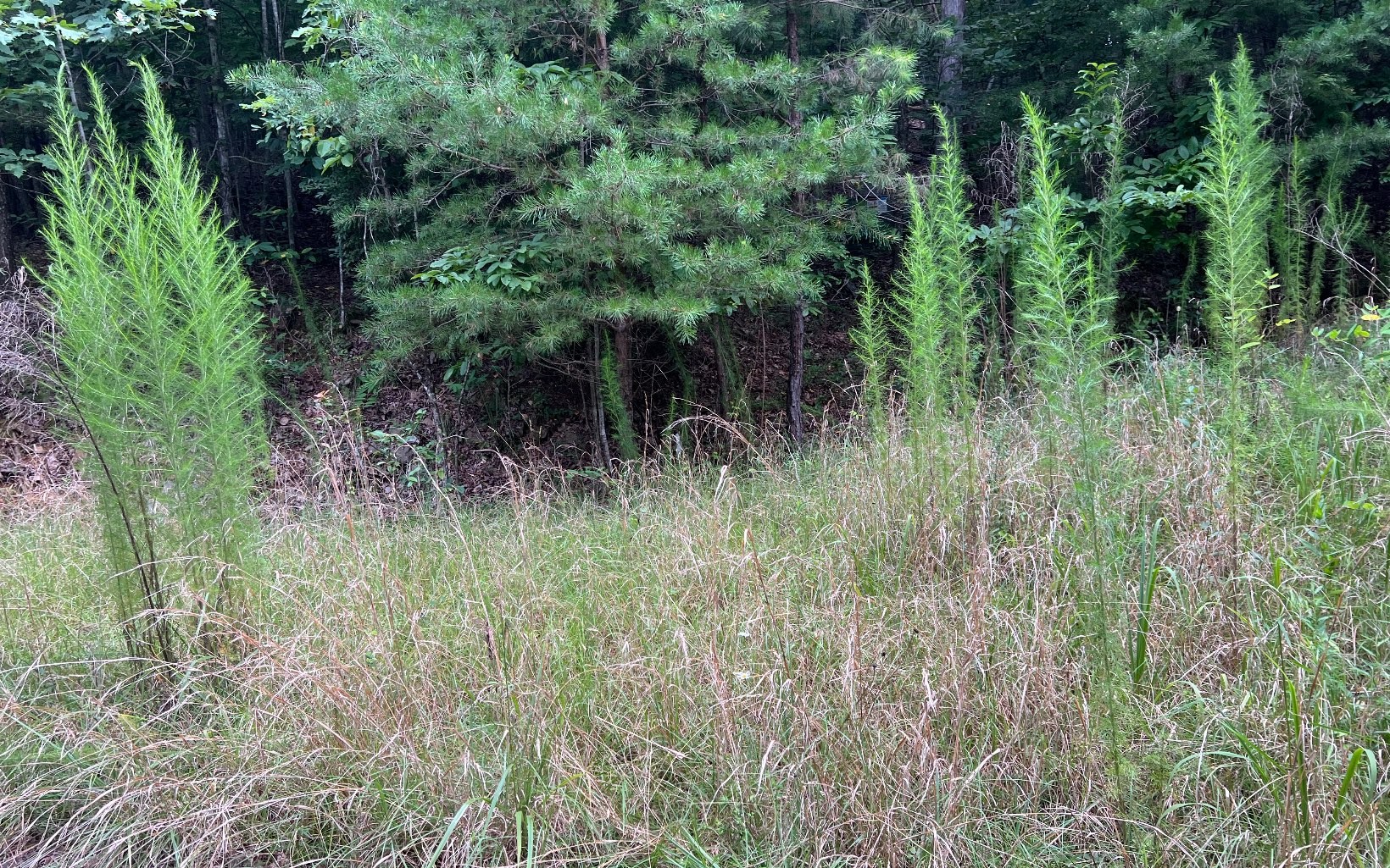 Other - Lot 11 The Preserve at Beach Mountain, Brasstown, NC