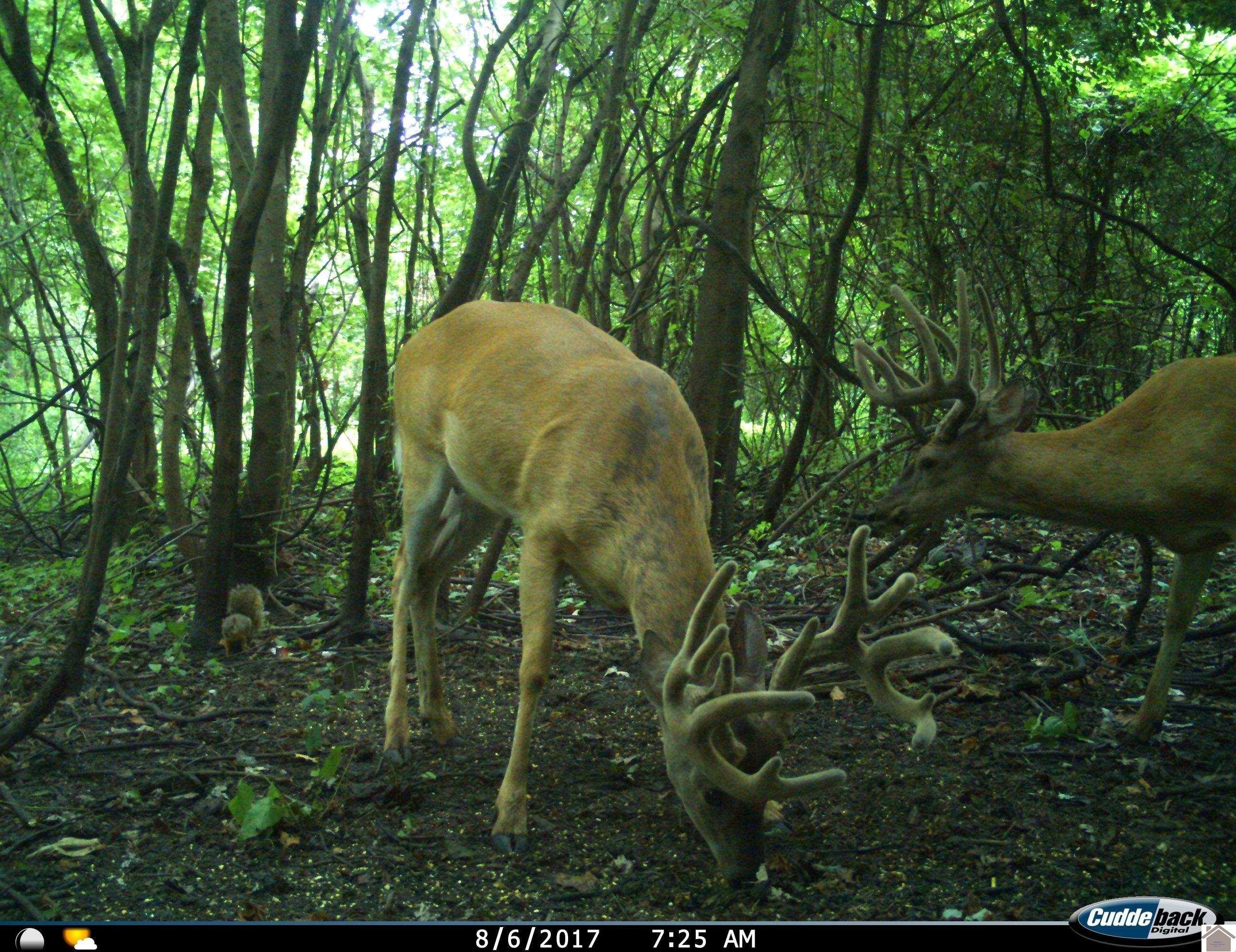 Other - Wolfe Island Road, Clinton, KY