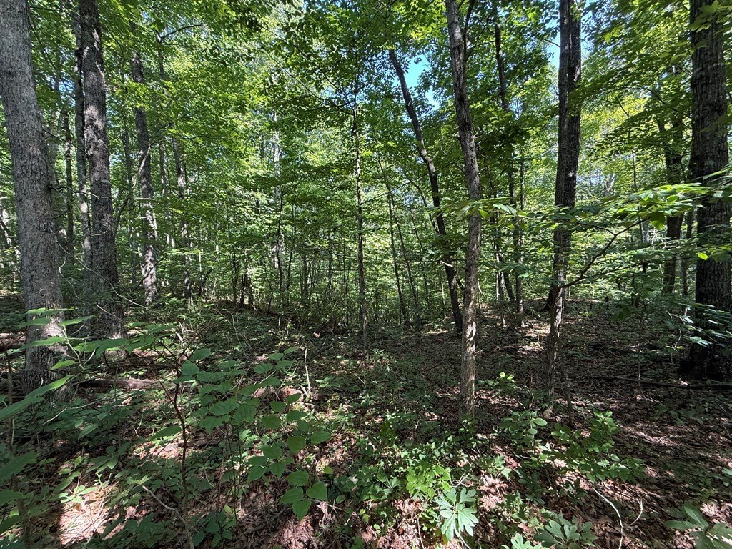 Other - E Cove Rd. lot: 2, Monterey, TN