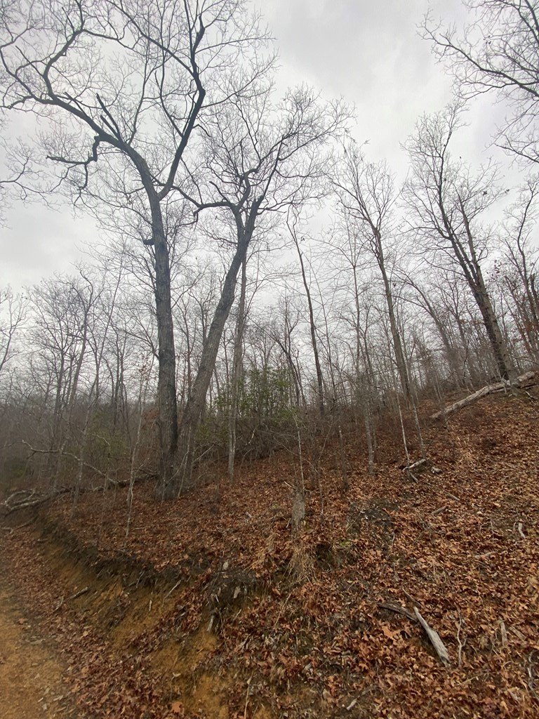 Other - 0 Cow Creek (Map 008-00-00-011), Salyersville, KY