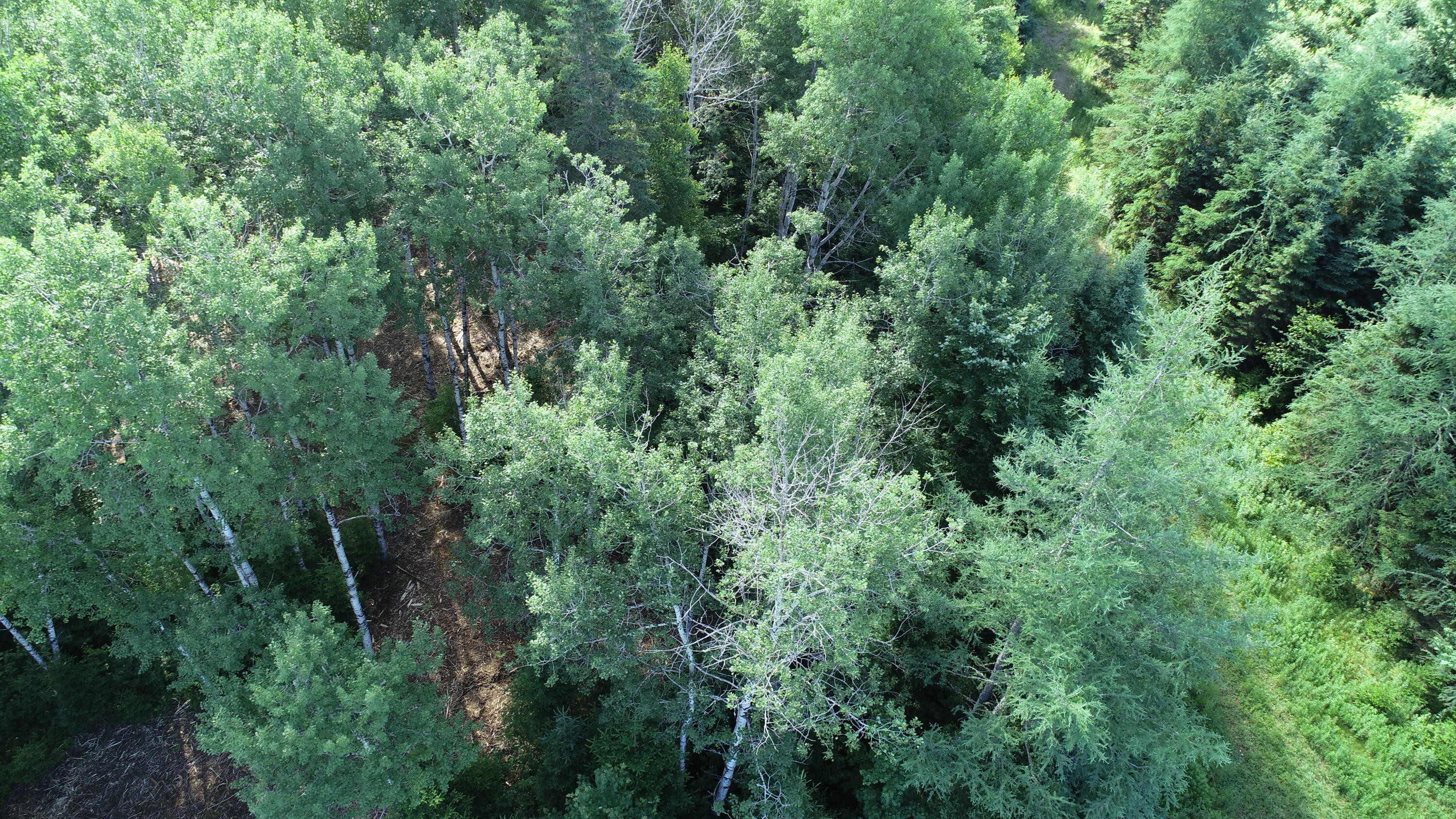Other - Smith (Haney) Road lot: 39, Cary Plt, ME