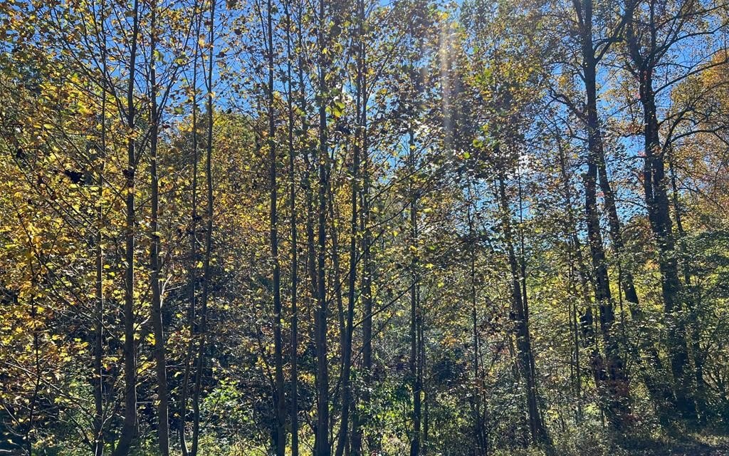 Other - 4 Ac Tusquittee Road, HAYESVILLE, NC