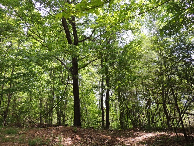 Other - Bent Hills lot: 2, Independence, VA