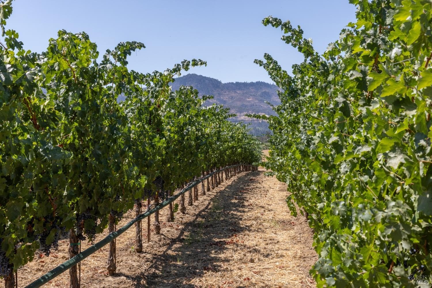 Other - Aetna Springs Lane, Pope Valley, CA