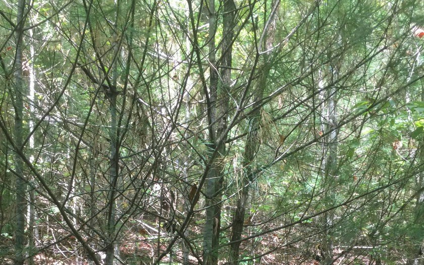Other - Lot 1 Red Oak Ridge, Hayesville, NC