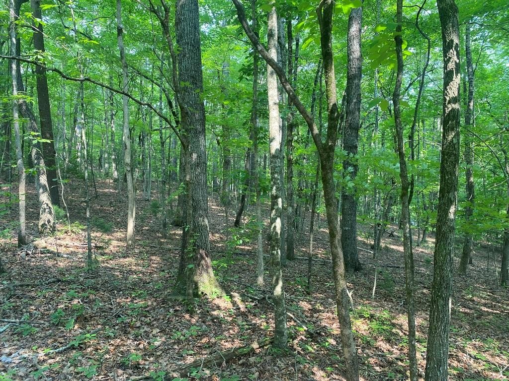 Other - Lt 51,53 Squirrel Hunting Road, Ellijay, GA