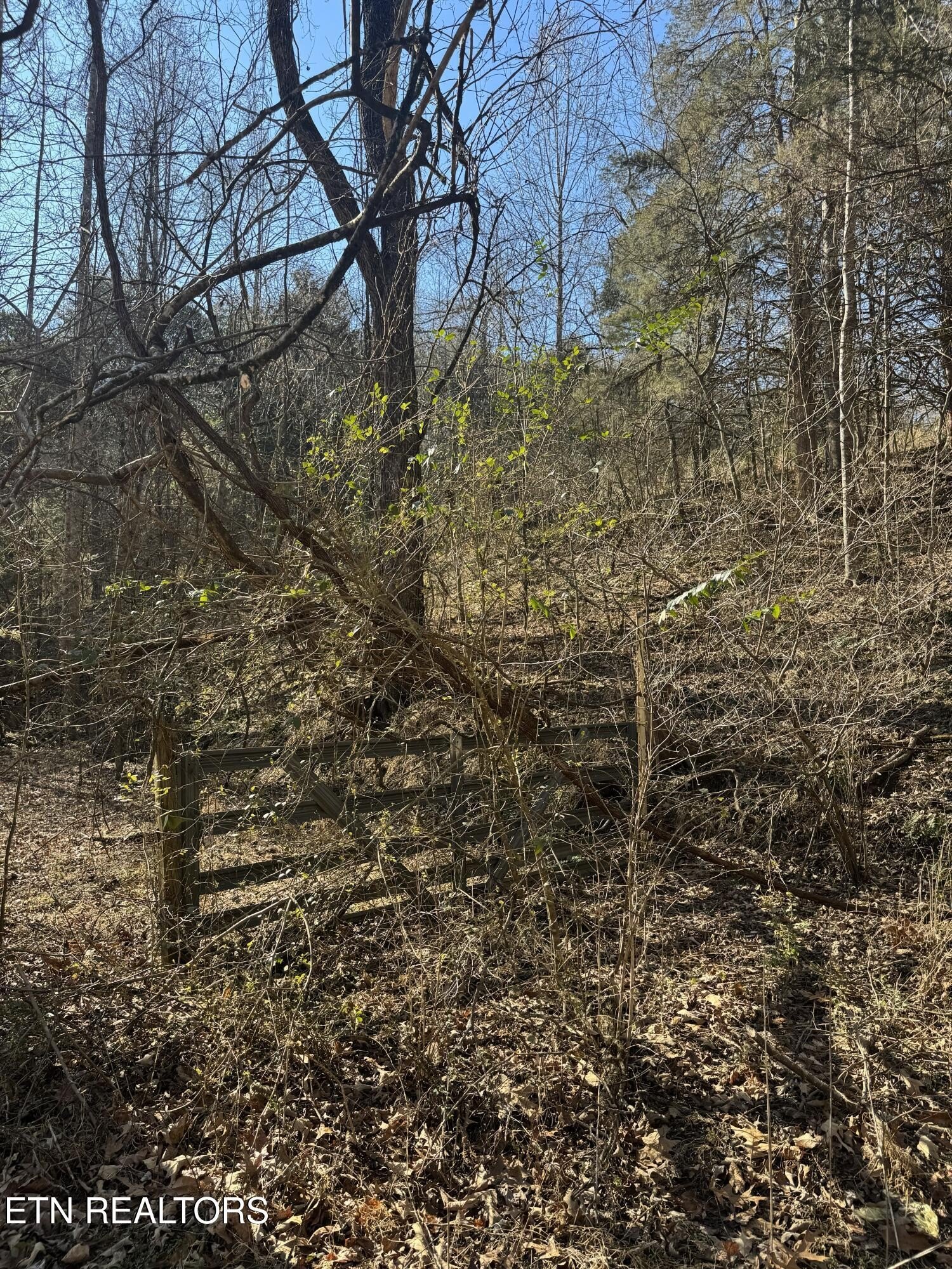 Other - Molly Hollow Rd, New Tazewell, TN