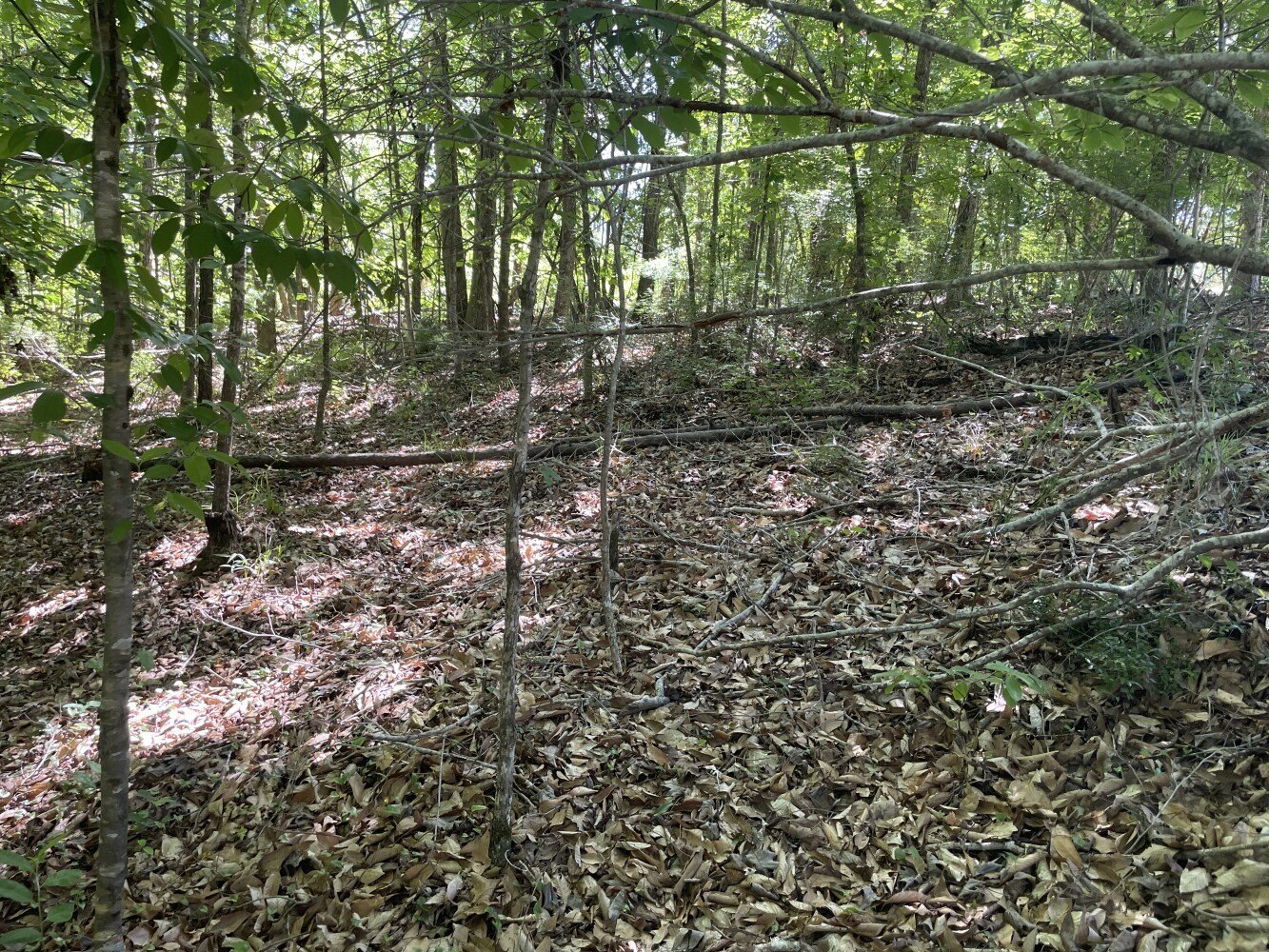Other - Hwy 17, Butler, AL