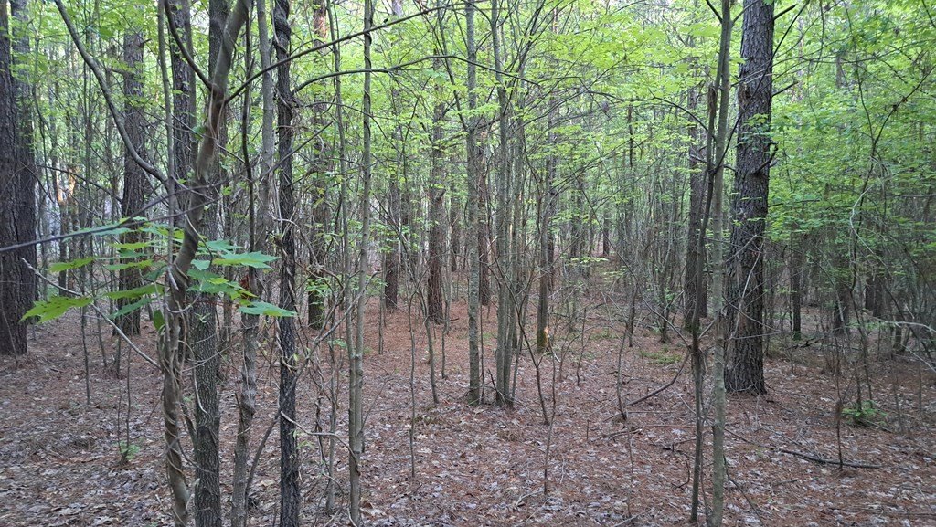 Other - Timber Valley Trail (Pca) lot: 22, Rockwood, TN