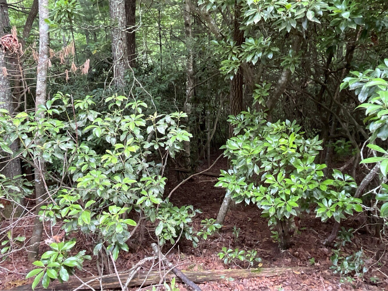 Other - 9999 Erwin Hill Dr, Etowah, NC