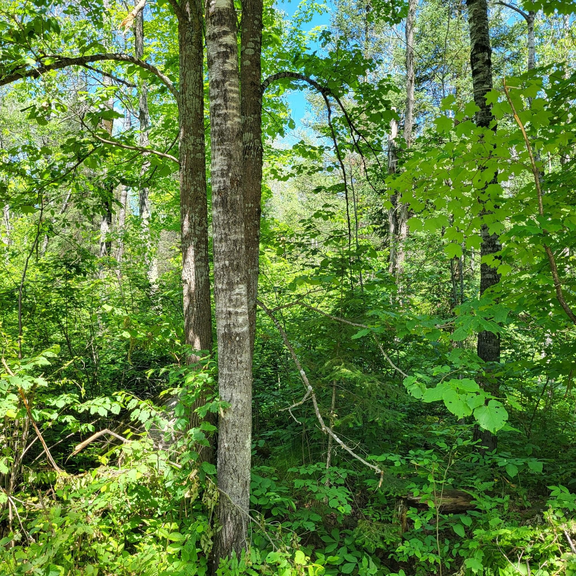 Lot 2 PESHTIGO Riv RD  