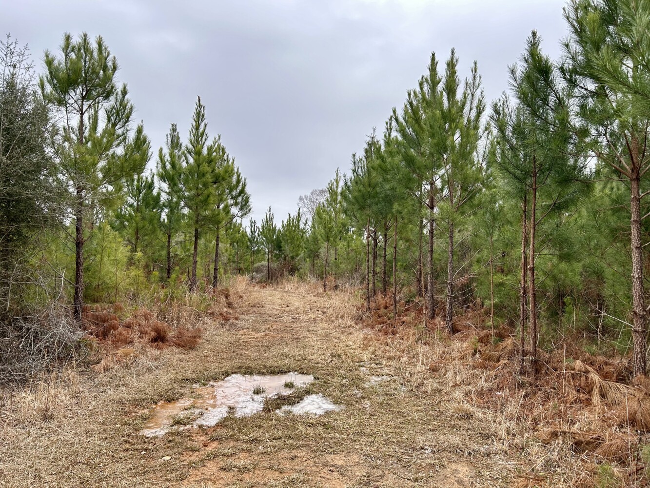 Other - Shiloh Rd, Toxey, AL