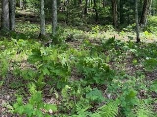 Other - 43 Tusquittee Crossing, Hayesville, NC