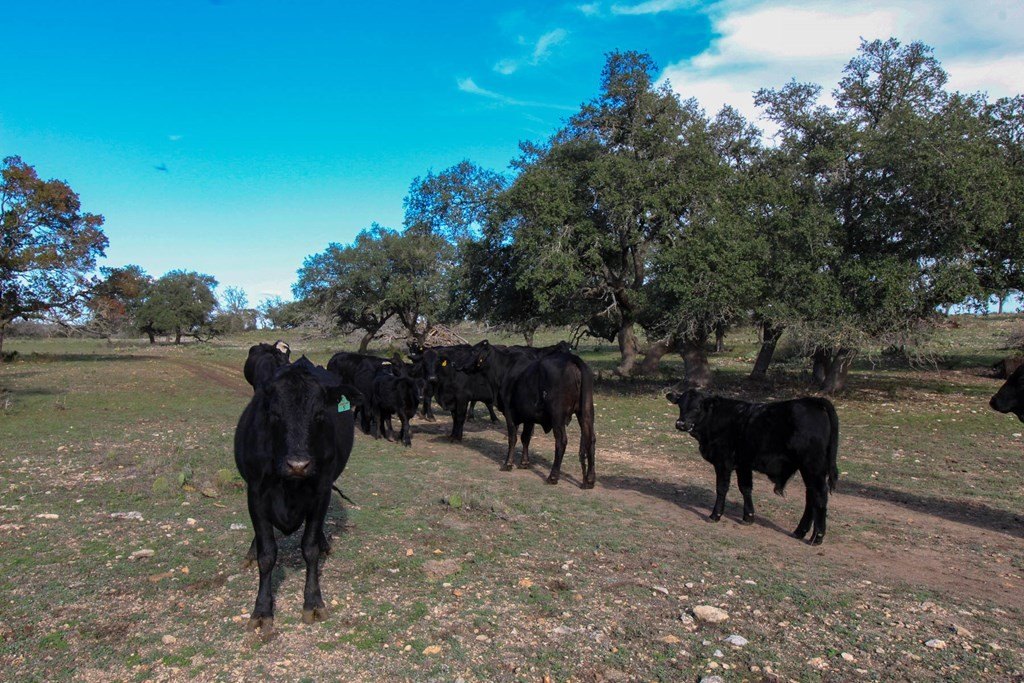 Plots and Land - 963 -- Josephine Rd, Harper, TX