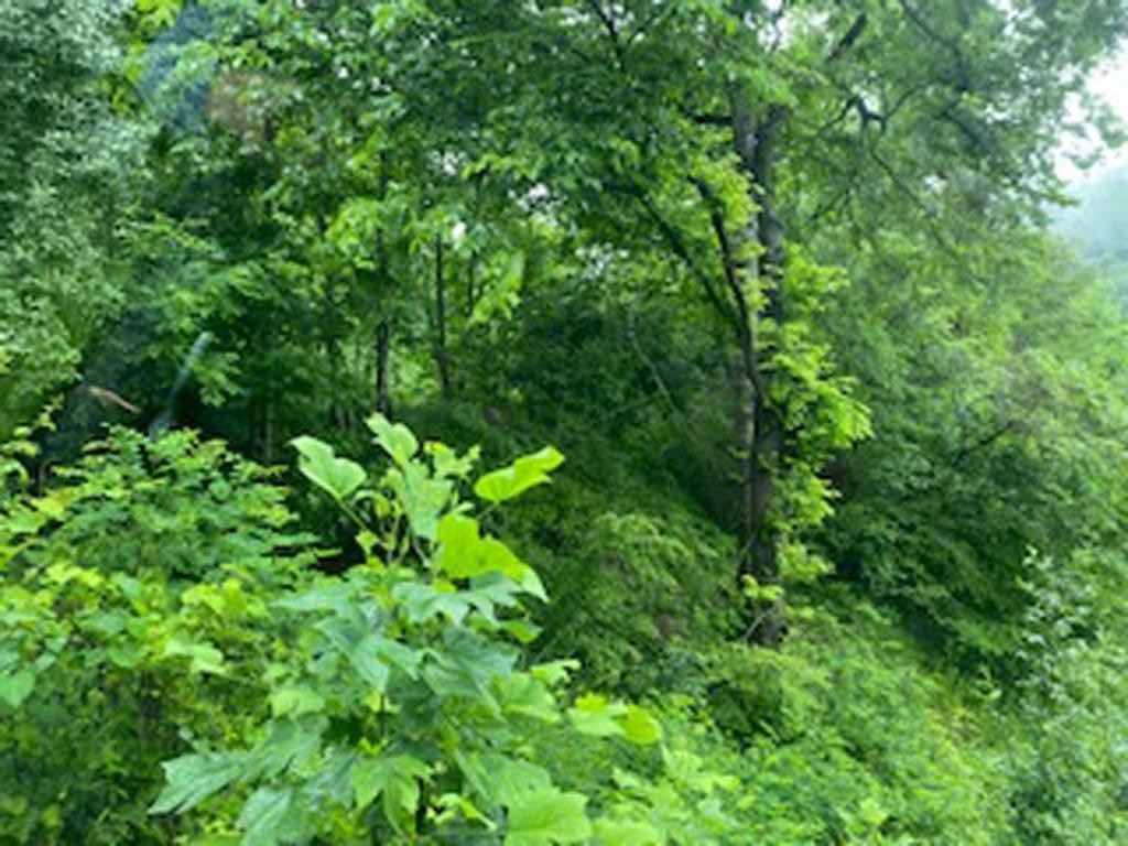 Other - 00 Jennys Fork Lot 2  Map 048-00-00-008.00, Pikeville, KY