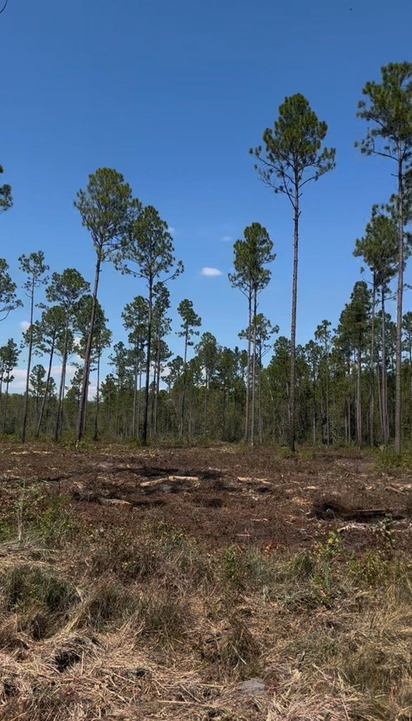 Single Family - 14 Acres Hwy 37, Lakeland, GA